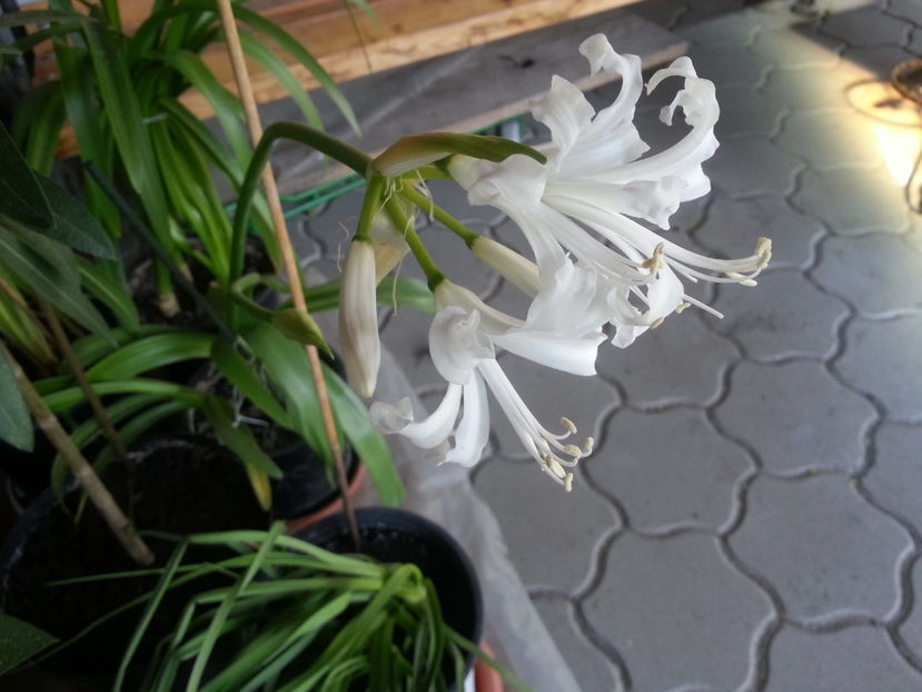 nerine bowdenii alba - Gradina si terasa PrimaLuce_2-Amintiri