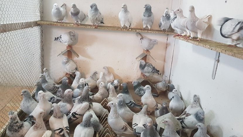  - 0 - Câțiva voiajori standard pentru 2020