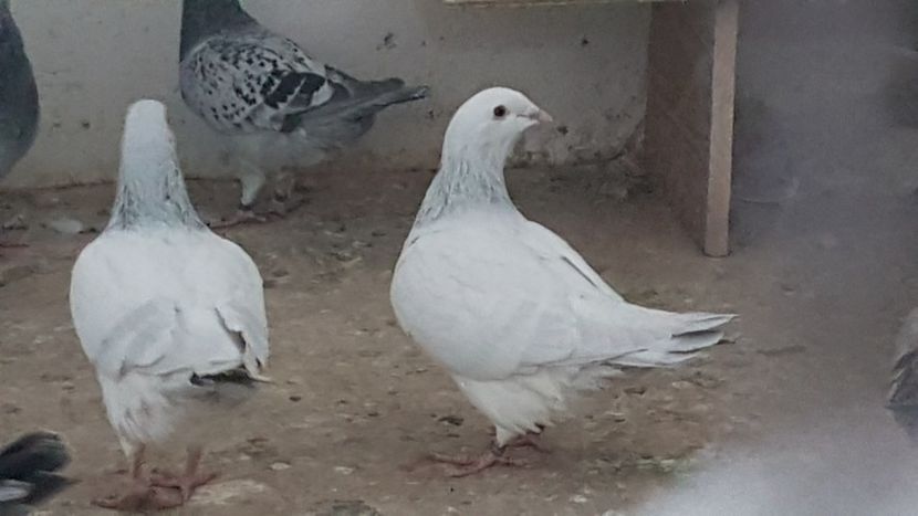  - 0 - Câțiva voiajori standard pentru 2020