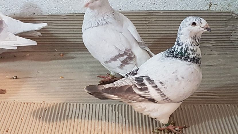  - 0 - Câțiva voiajori standard pentru 2020