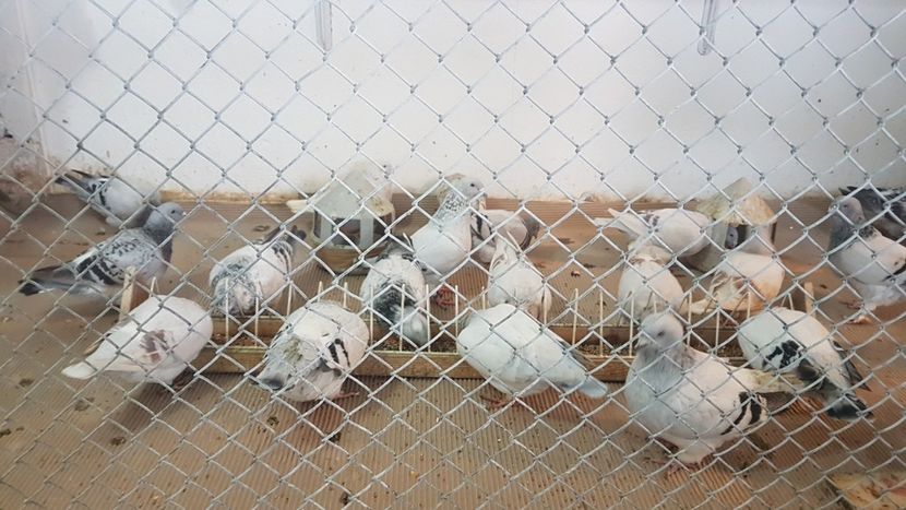  - 0 - Câțiva voiajori standard pentru 2020