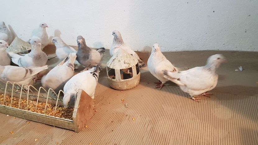  - 0 - Câțiva voiajori standard pentru 2020