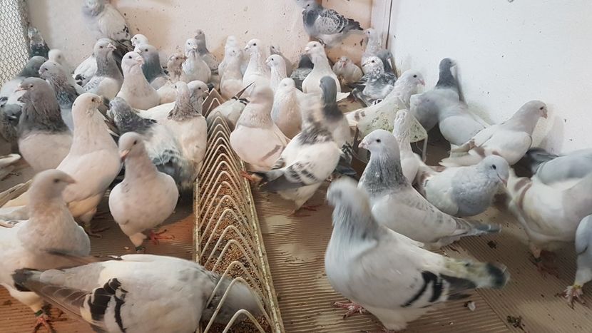  - 0 - Câțiva voiajori standard pentru 2020