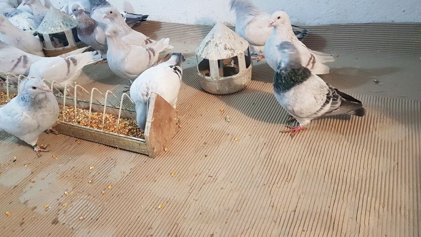  - 0 - Câțiva voiajori standard pentru 2020