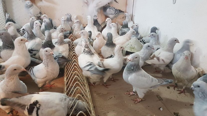  - 0 - Câțiva voiajori standard pentru 2020