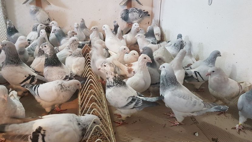  - 0 - Câțiva voiajori standard pentru 2020