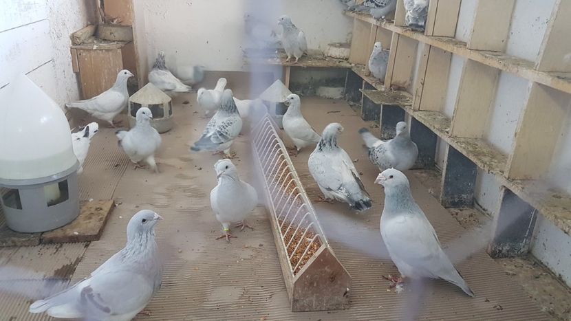  - 0 - Câțiva voiajori standard pentru 2020