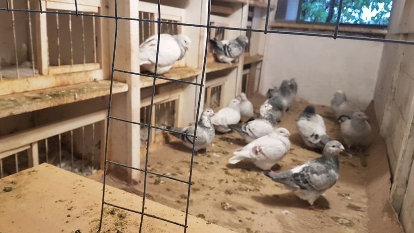  - 0 - Câțiva voiajori standard pentru 2020