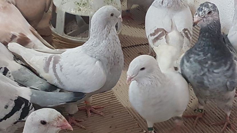  - 0 - Câțiva voiajori standard pentru 2020