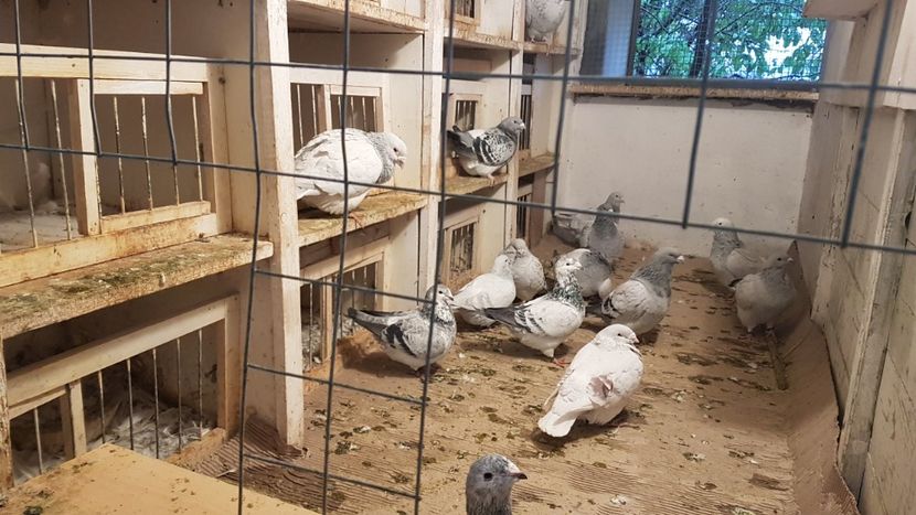  - 0 - Câțiva voiajori standard pentru 2020