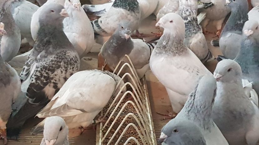  - 0 - Câțiva voiajori standard pentru 2020