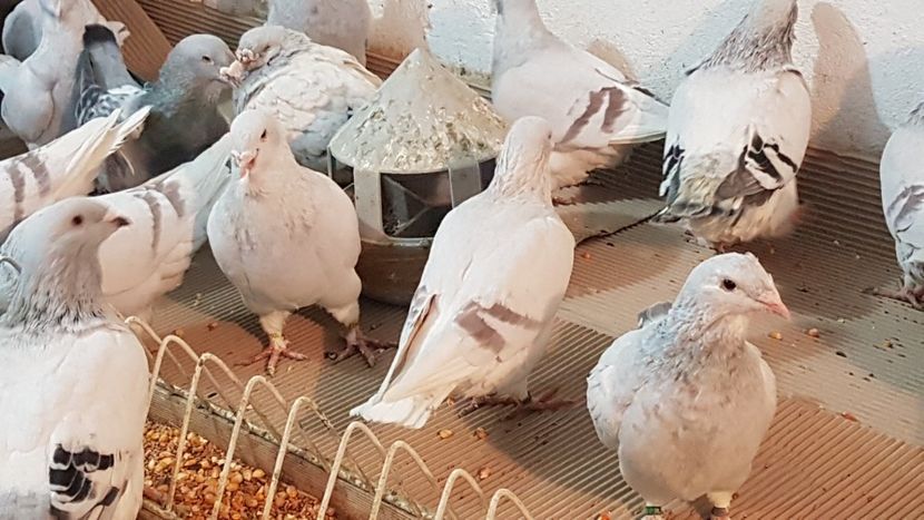  - 0 - Câțiva voiajori standard pentru 2020