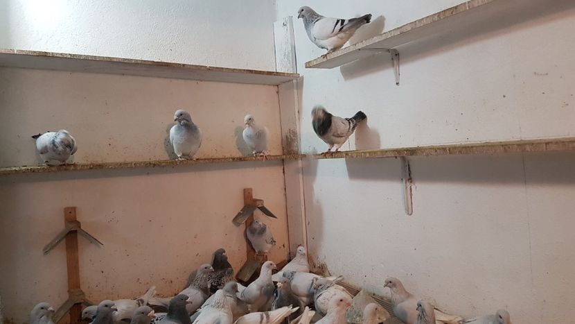  - 0 - Câțiva voiajori standard pentru 2020