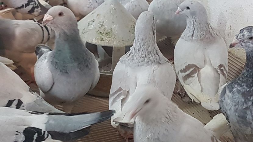  - 0 - Câțiva voiajori standard pentru 2020