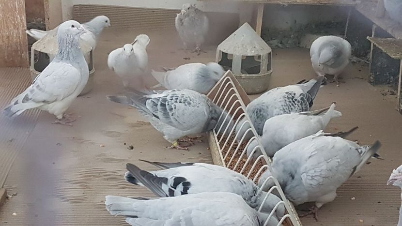  - 0 - Câțiva voiajori standard pentru 2020