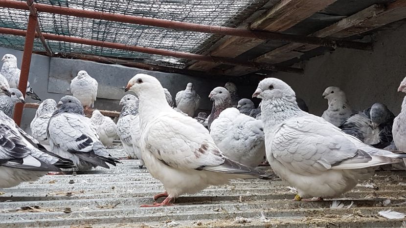  - 0 - Câțiva voiajori standard pentru 2020