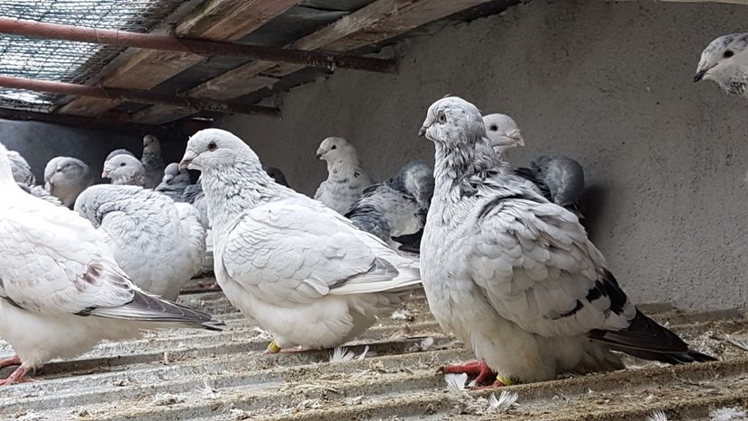  - 0 - Câțiva voiajori standard pentru 2020