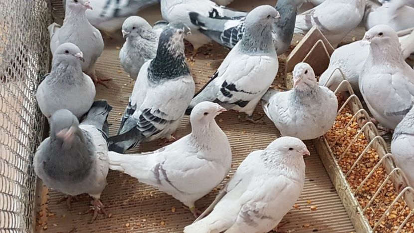  - 0 - Câțiva voiajori standard pentru 2020