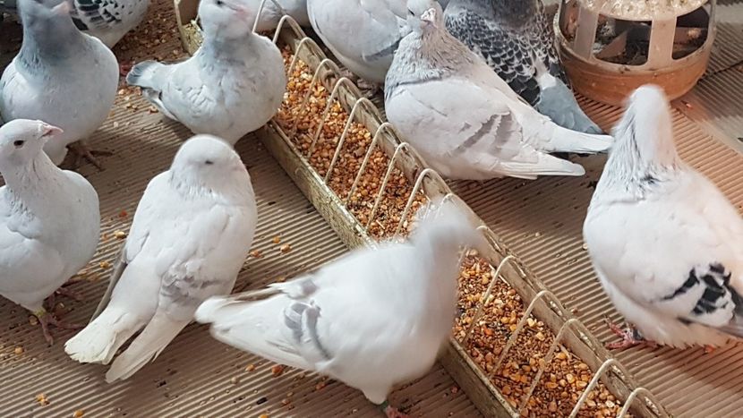  - 0 - Câțiva voiajori standard pentru 2020