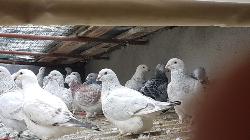  - 0 - Câțiva voiajori standard pentru 2020