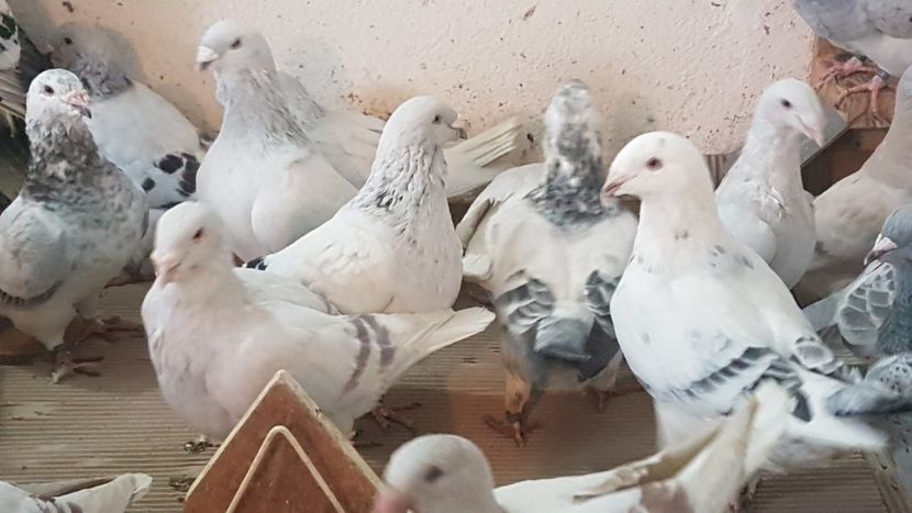  - 0 - Câțiva voiajori standard pentru 2020