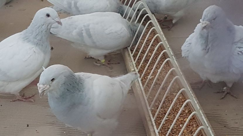  - 0 - Câțiva voiajori standard pentru 2020