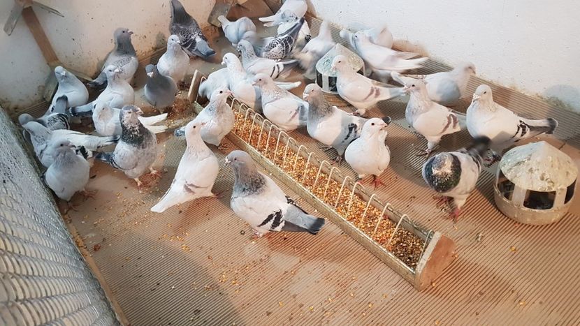  - 0 - Câțiva voiajori standard pentru 2020