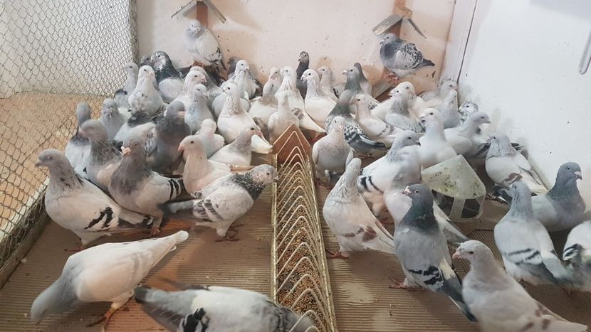  - 0 - Câțiva voiajori standard pentru 2020