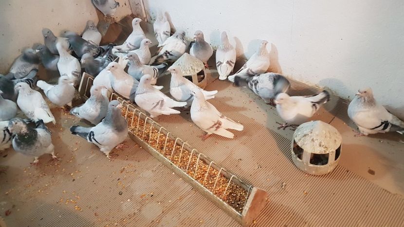  - 0 - Câțiva voiajori standard pentru 2020