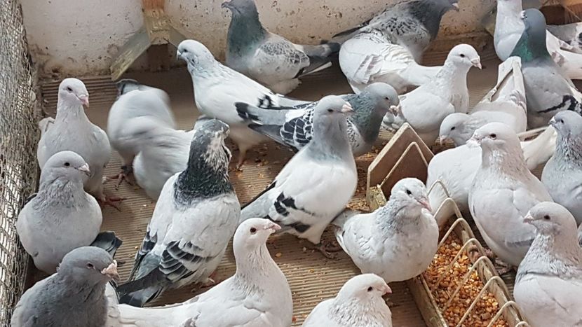  - 0 - Câțiva voiajori standard pentru 2020