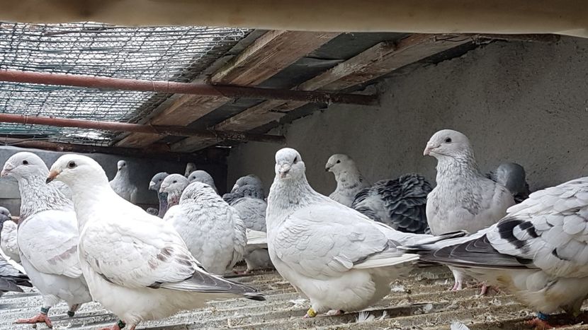  - 0 - Câțiva voiajori standard pentru 2020