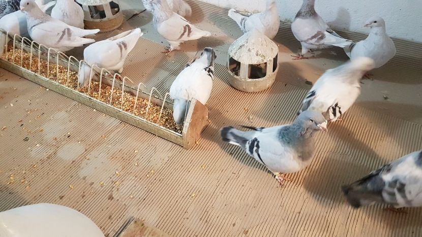  - 0 - Câțiva voiajori standard pentru 2020