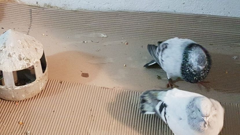  - 0 - Câțiva voiajori standard pentru 2020