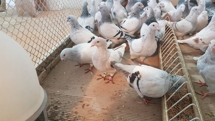  - 0 - Câțiva voiajori standard pentru 2020