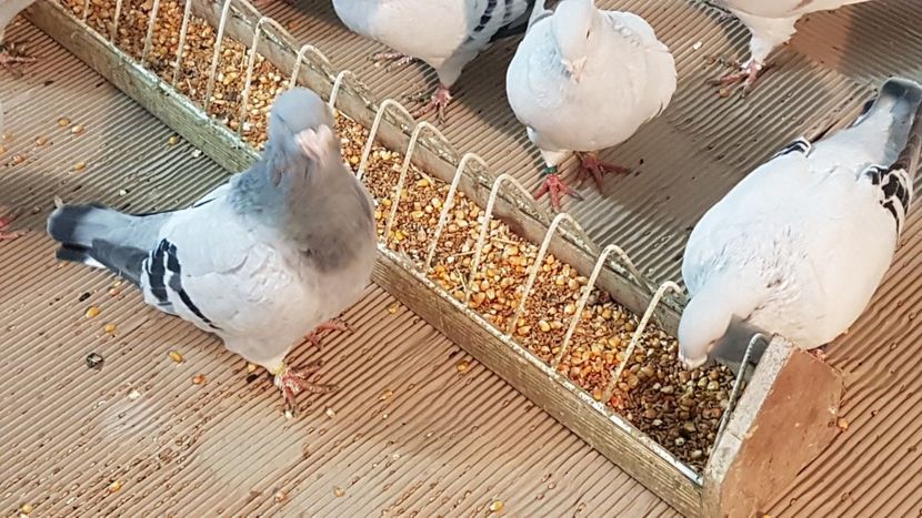  - 0 - Câțiva voiajori standard pentru 2020