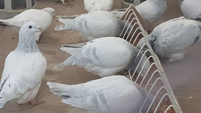  - 0 - Câțiva voiajori standard pentru 2020