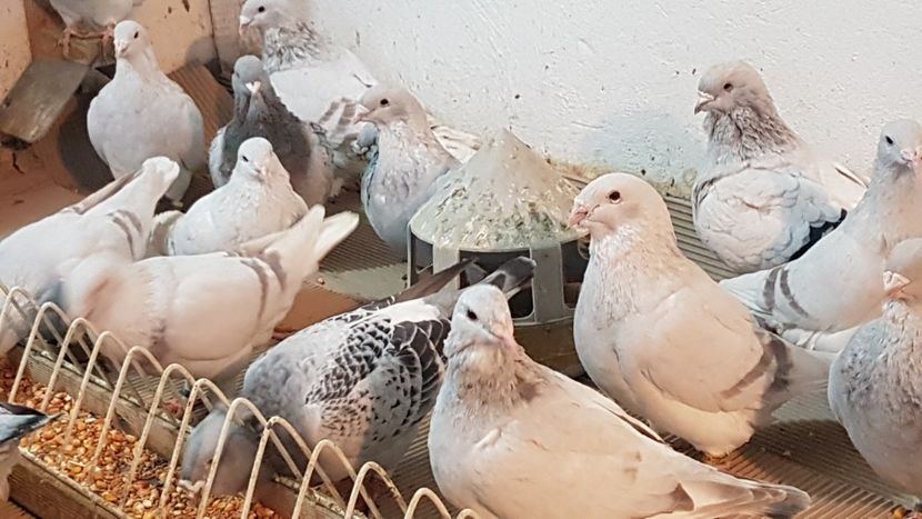  - 0 - Câțiva voiajori standard pentru 2020