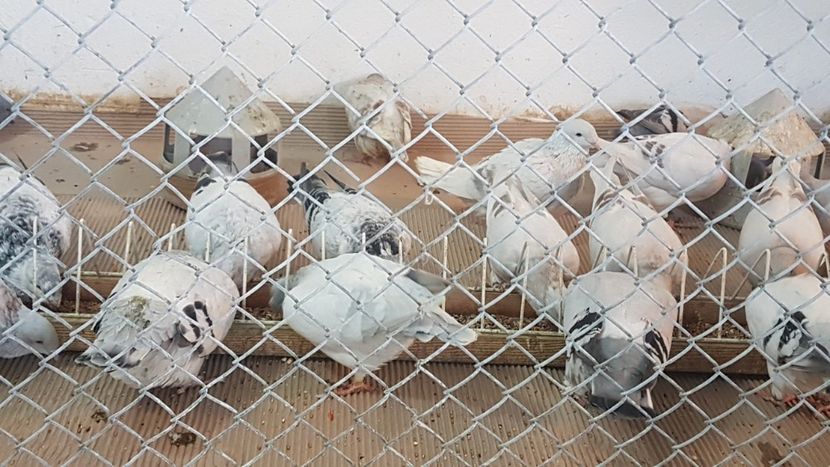  - 0 - Câțiva voiajori standard pentru 2020