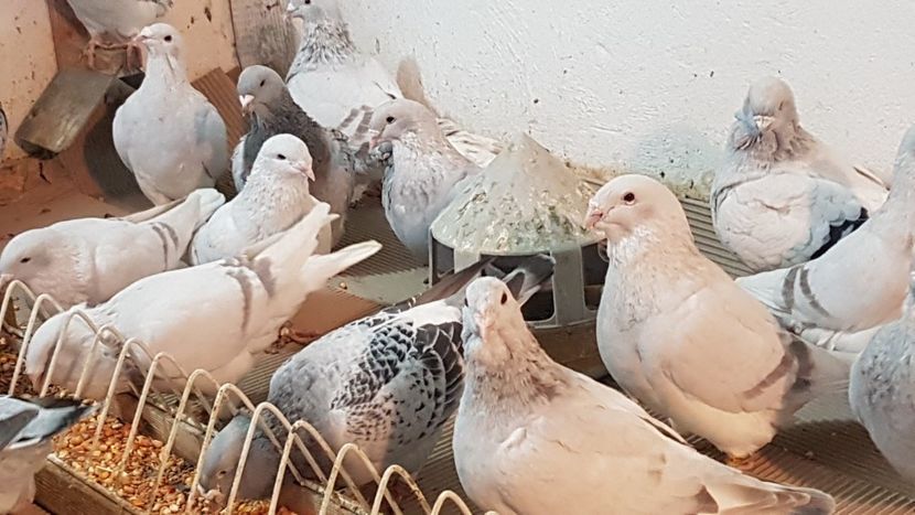  - 0 - Câțiva voiajori standard pentru 2020