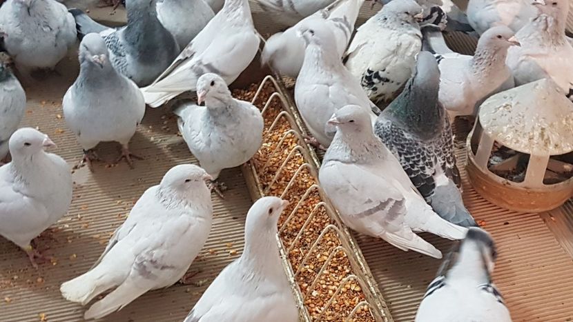  - 0 - Câțiva voiajori standard pentru 2020