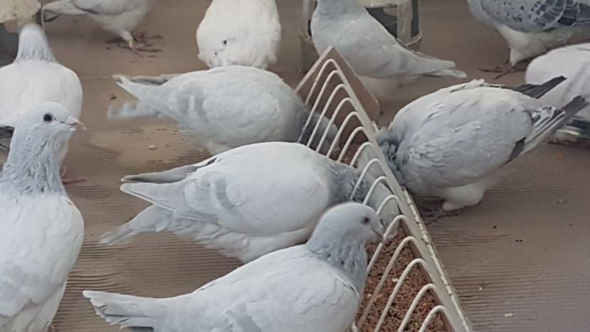  - 0 - Câțiva voiajori standard pentru 2020