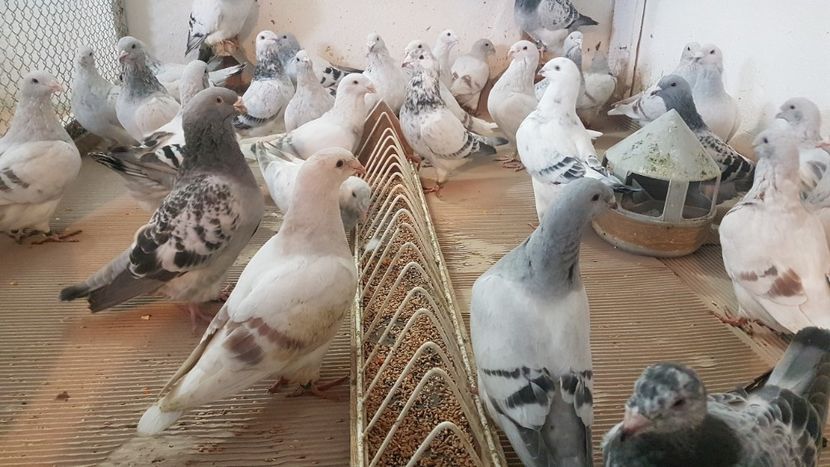  - 0 - Câțiva voiajori standard pentru 2020