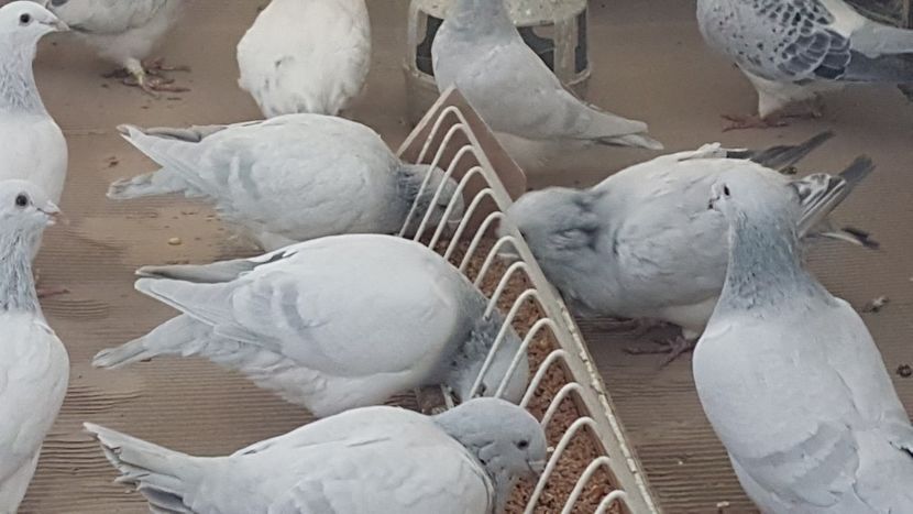  - 0 - Câțiva voiajori standard pentru 2020