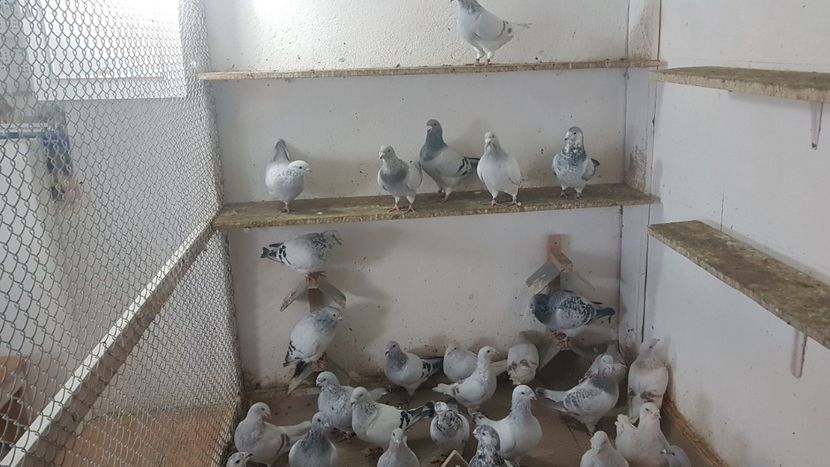  - 0 - Câțiva voiajori standard pentru 2020