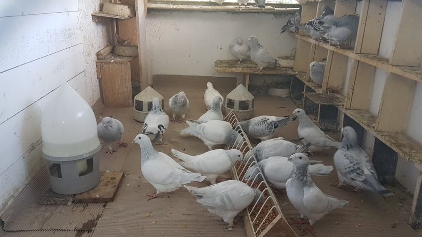  - 0 - Câțiva voiajori standard pentru 2020