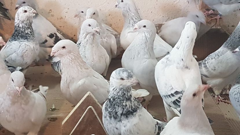  - 0 - Câțiva voiajori standard pentru 2020