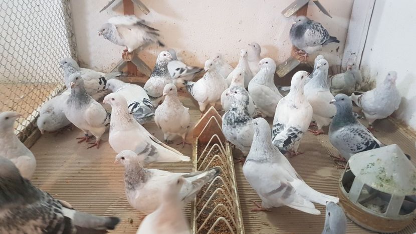  - 0 - Câțiva voiajori standard pentru 2020