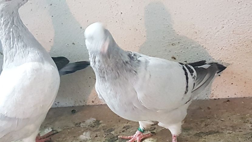  - 0 - Câțiva voiajori standard pentru 2020