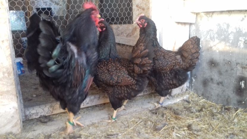  - BARNEVELDER - F1 2020