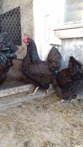  - BARNEVELDER - F1 2020